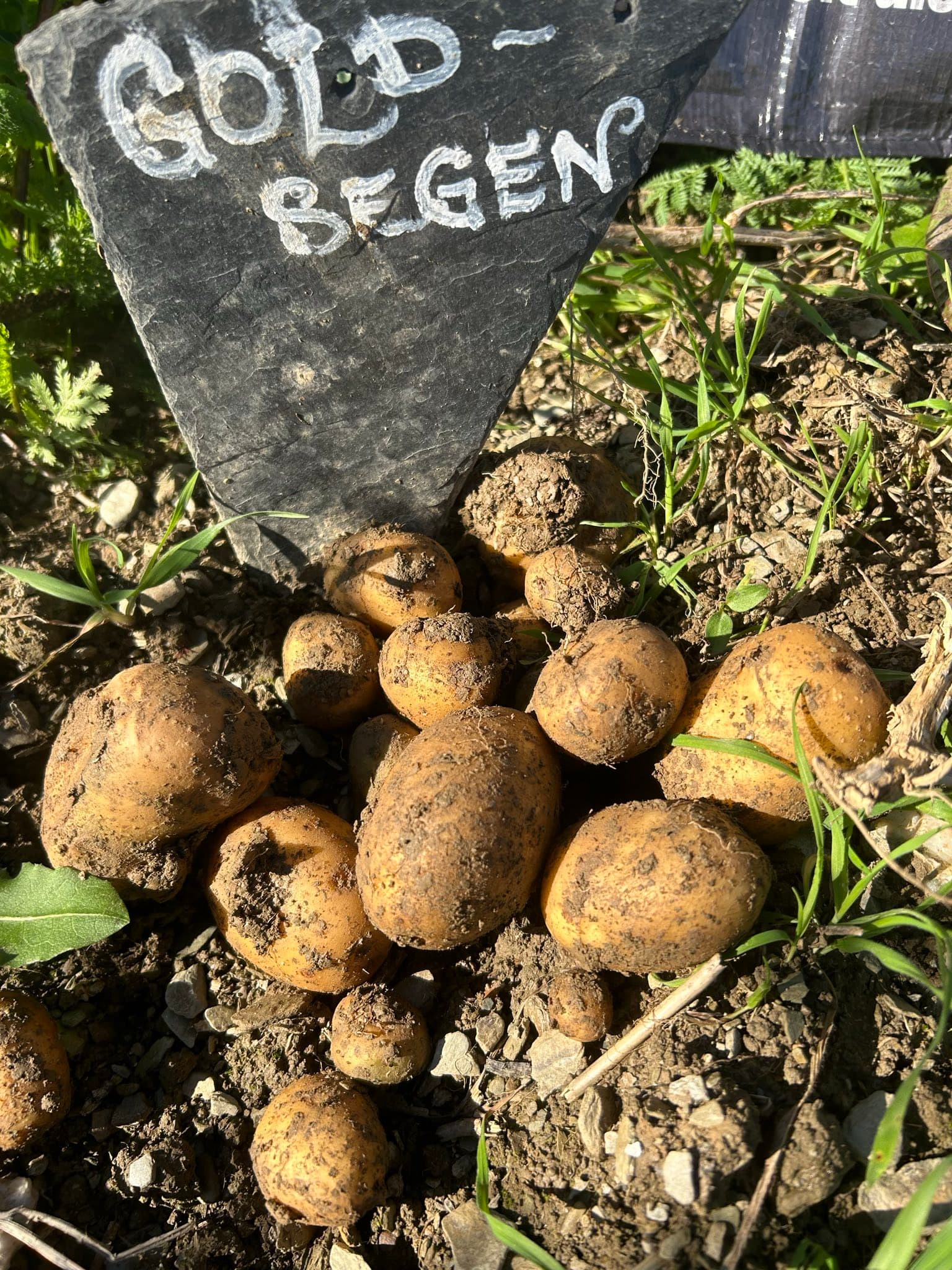 kartoffel
